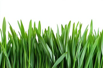 Fototapeta premium Spring young green grass isolated on white background