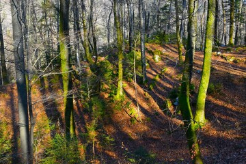 Temperate, deciduous beech forest with small coniferous spruce trees