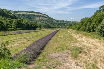 Lavender Rows In A Verdant Valley Landscape