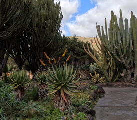 jardin de cactus
