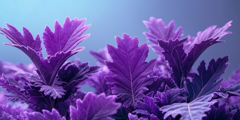 A close up of purple leaves with a blue background.