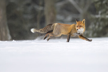 A fox hunting on a snowy meadow.