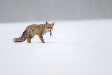 Fototapeta premium A fox hunting on a snowy meadow.