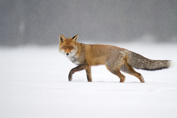 Fototapeta premium A fox hunting on a snowy meadow.