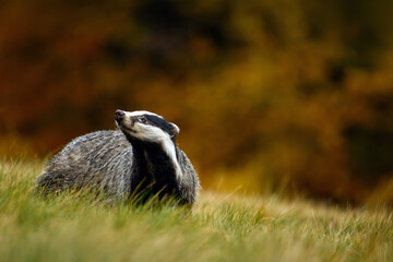 Cute badger running on a meadow with autumn colors.