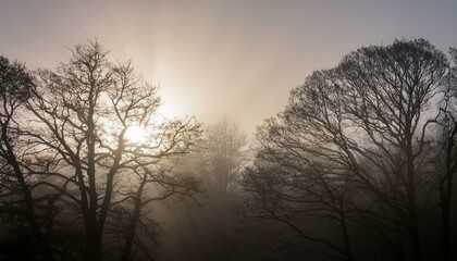 안개 자욱한 숲속에서 빛을 향해 뻗어나가는 나뭇가지들의 실루엣