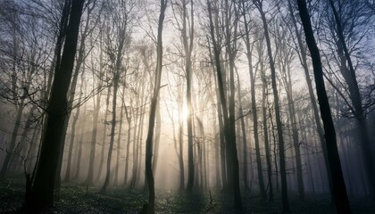 안개 자욱한 숲속에서 빛을 향해 뻗어나가는 나뭇가지들의 실루엣