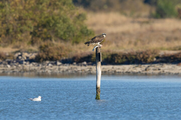 Bird of prey, Osprey (Pandion haliaetus) eat caught fish, in the Sardinian marshes. Italy.