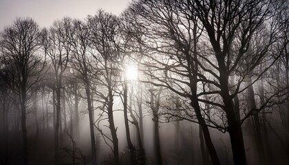 안개 자욱한 숲속에서 빛을 향해 뻗어나가는 나뭇가지들의 실루엣