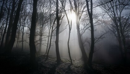 Fototapeta premium 안개 자욱한 숲속에서 빛을 향해 뻗어나가는 나뭇가지들의 실루엣
