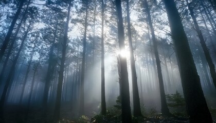 Obraz premium 안개 자욱한 숲속에서 빛을 향해 뻗어나가는 나뭇가지들의 실루엣