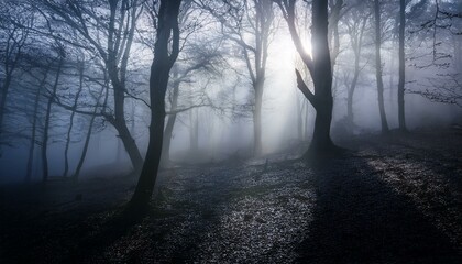 Naklejka premium 안개 자욱한 숲속에서 빛을 향해 뻗어나가는 나뭇가지들의 실루엣