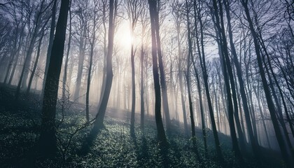 Obraz premium 안개 자욱한 숲속에서 빛을 향해 뻗어나가는 나뭇가지들의 실루엣