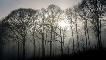Fototapeta premium 안개 자욱한 숲속에서 빛을 향해 뻗어나가는 나뭇가지들의 실루엣