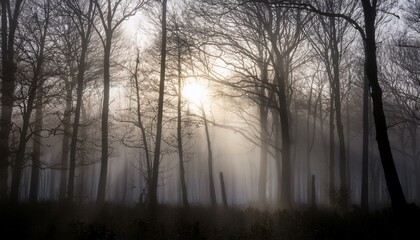 안개 자욱한 숲속에서 빛을 향해 뻗어나가는 나뭇가지들의 실루엣