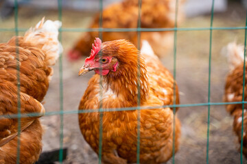 Brown chicken behind a fence, close-up