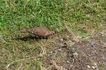 Tourterelle à queue carrée se nourrit - Martinique