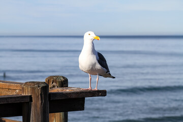Seagull, Pier, Ocean 2