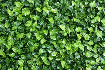 Lush Green Leaf Wall Background Texture