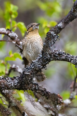 Northern wryneck