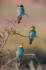 ABEJARUCOS MEROPS APIASTER EN  UNARAMA