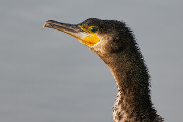 RETRATO CABEZA
DE CORMORAN GRANDE PHALACROCORAX CARBO