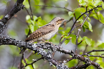 Northern wryneck