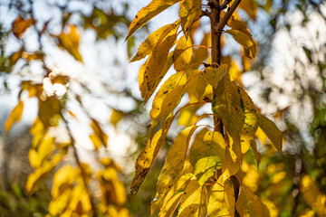 Feuilles jaunes de Merisier en automne