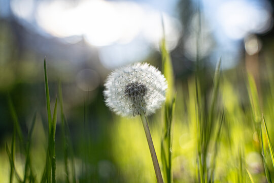 fleur de Pissenlit, dent-de -lion, aigrette soyeuse