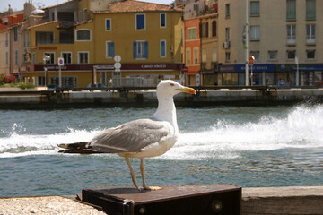 Mouette au bord du Canal de Martigues
