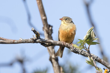 Ortolan Bunting