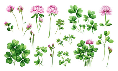 Clover pink flowers and green leaves vector clipart collection. Good luck symbol. Lucky charm