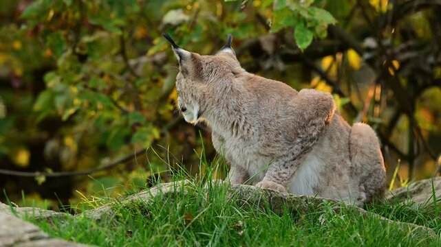 Eurasian lynx ( Lynx lynx ) close up