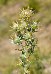 natural plants. wild thorn plant photos.