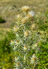natural plants. wild thorn plant photos.