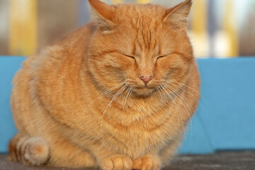 Portrait of a ginger cat on the street.Beautiful ginger cat basking in the warm spring sun.