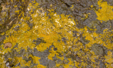 Sunburst Lichen On Stone