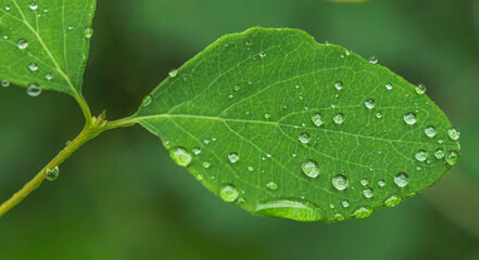 Green Leaf With Rain Drops