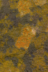 Lichens Drench In Moisture