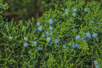 Juniper Tree In The Spring Time