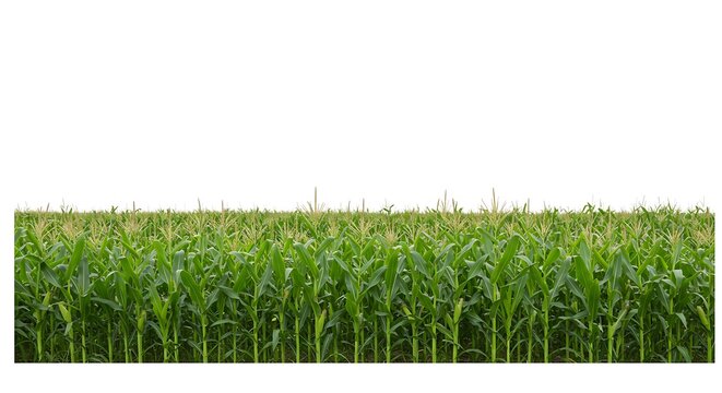 Green corn or cob plant leaves field isolated on transparent background. Agriculture farming and crop growth, organic summer plantation harvest, fresh rural maize