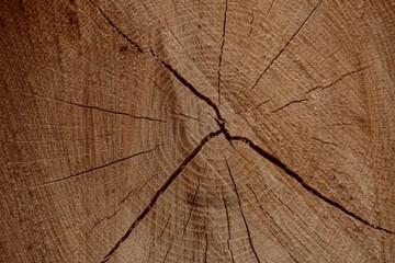 Fototapeta premium Closeup of center of log