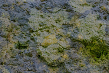 Lichens Drench In Moisture