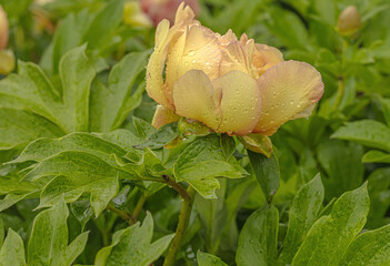 Rain Drops On Peony Petal