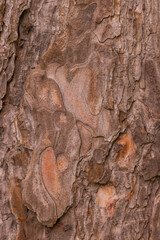 Bark Of Pine Tree