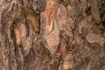 Bark Of Pine Tree