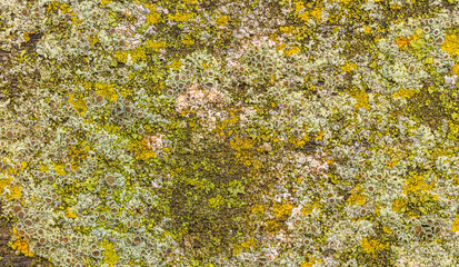 Variety Of Lichens On Wood
