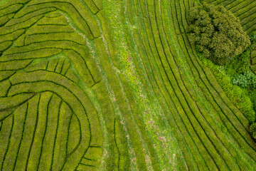 Aerial drone view of a tea plantation on a hill, forming lines and shapes, Gorreana Tea Factory, San Miguel, Azores, Portugal. Farm rural landscape, travel destination.