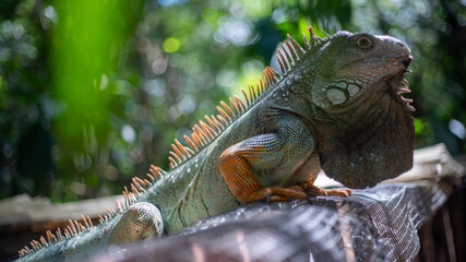 A garrobo in costa rica during the morning hours