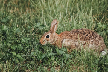 Eastern Cottontail Bunny Rabbit in Fresh, Green, Spring Grass
